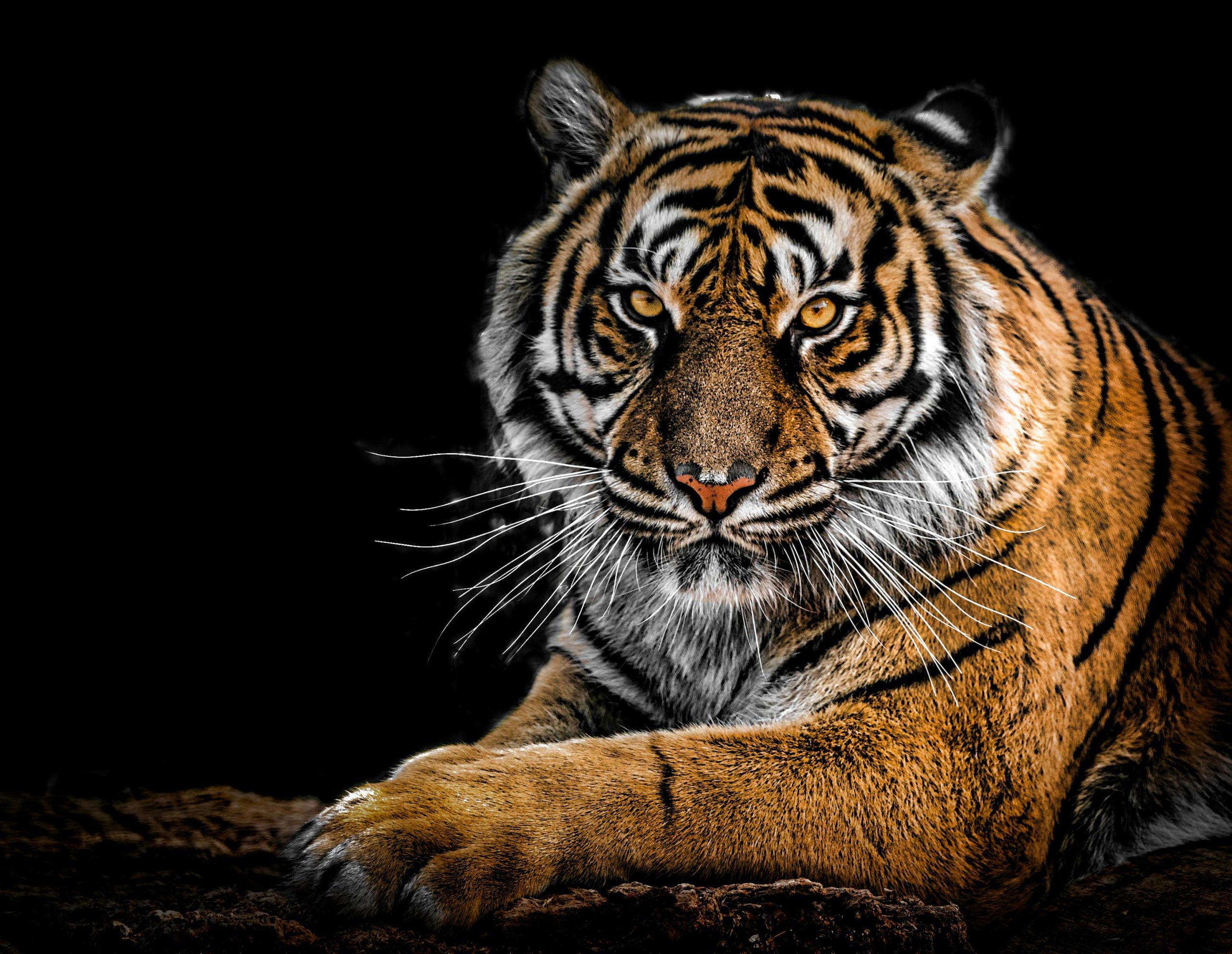 Content 4 1 Tiger with black background